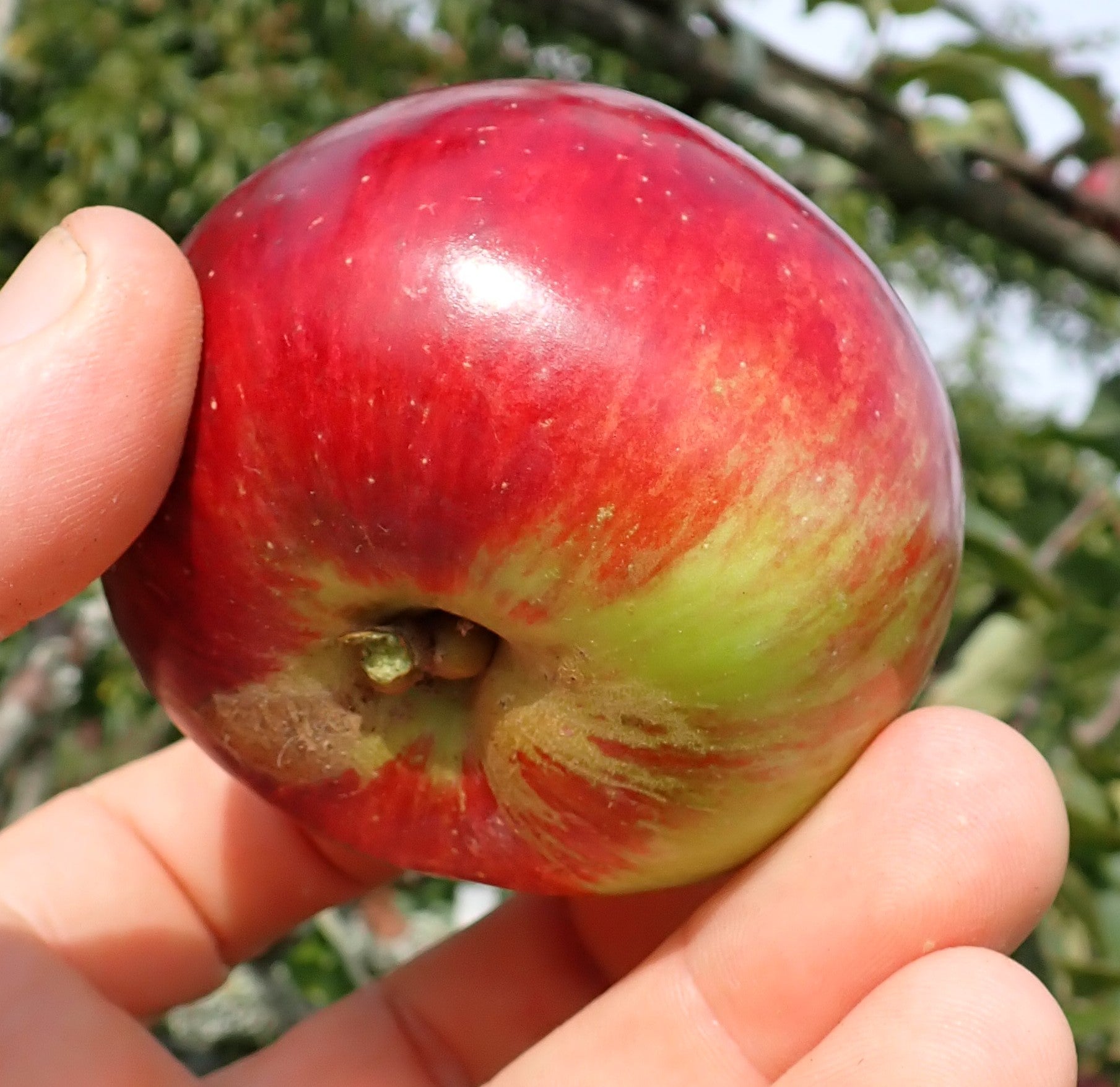 Apple 'Spartan'
