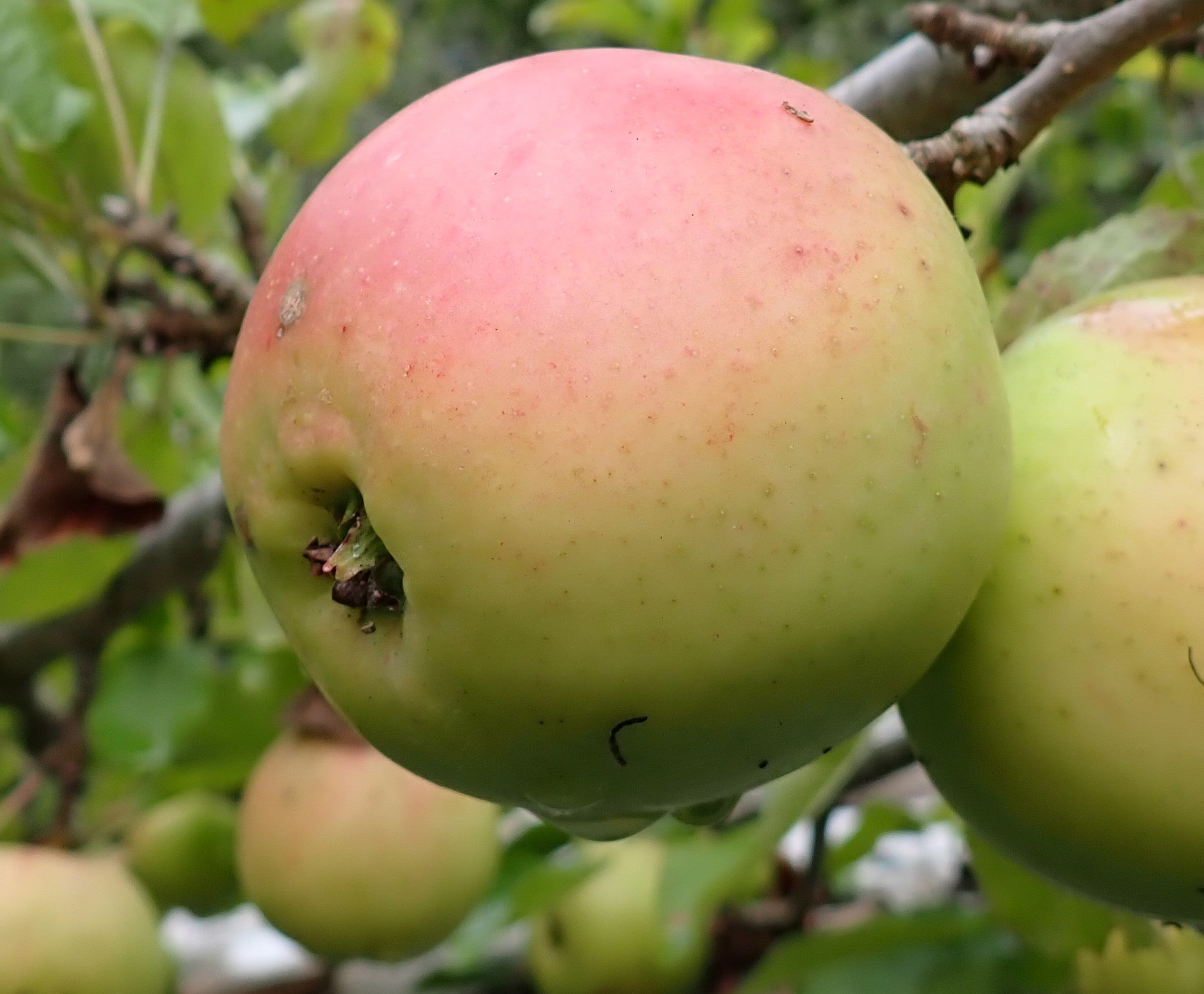 Apple 'Stirling Castle'