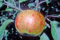 Apple 'Stobo Castle'