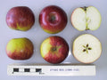 Cider Apple 'Stoke Red'
