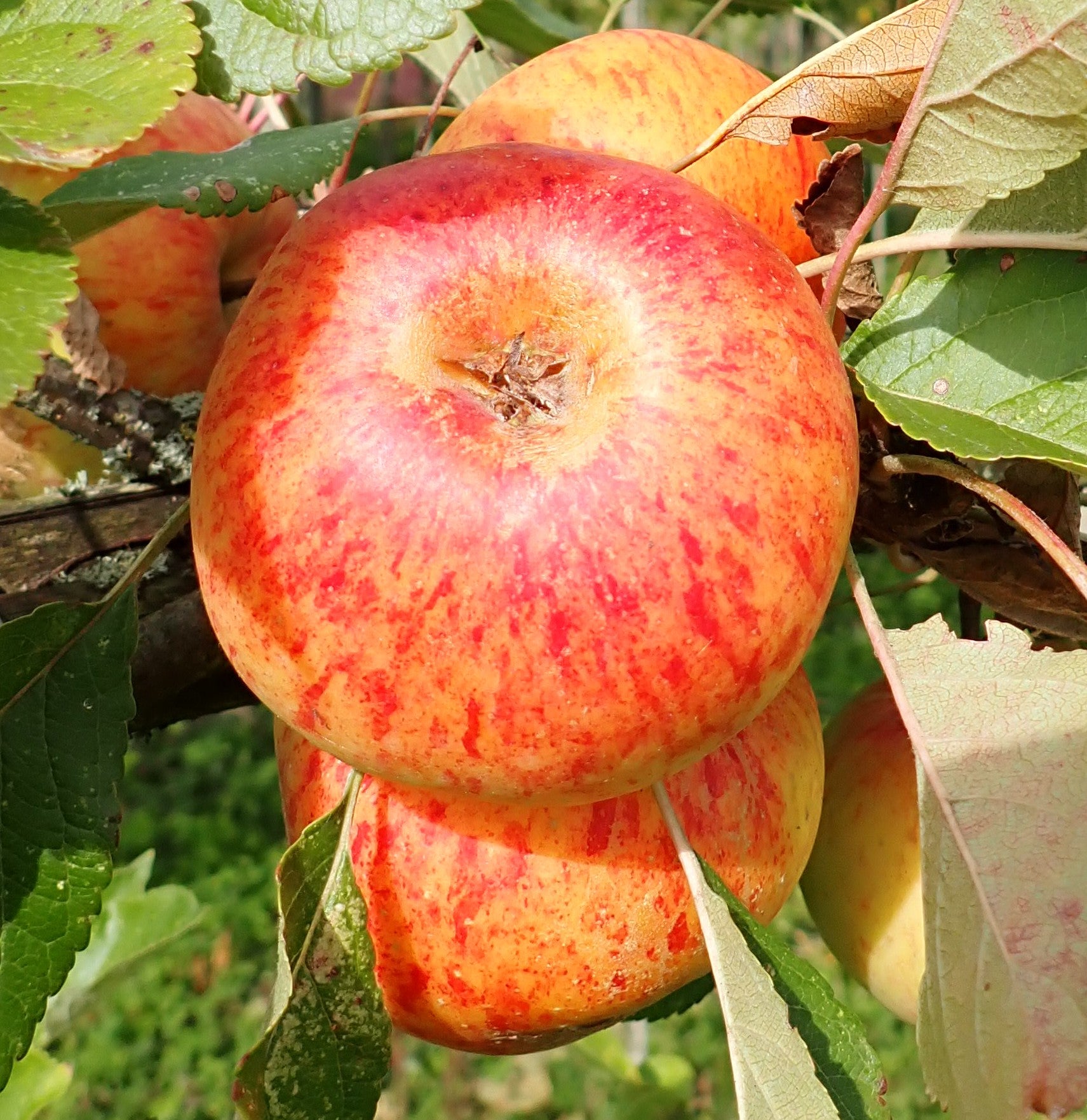 Apple 'Sunset'