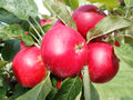 Cider Apple 'Thomas Jeffrey'