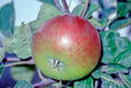 Cider Apple 'Thorle Pippin'