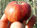 Cider Apple 'Tom Putt'