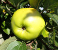 Apple 'Tower of Glamis'