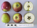 Cider Apple 'Tremletts Bitter'