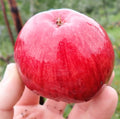 Apple 'Tydeman's Early'