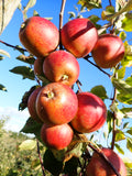 Apple 'Tydeman's Late Orange'
