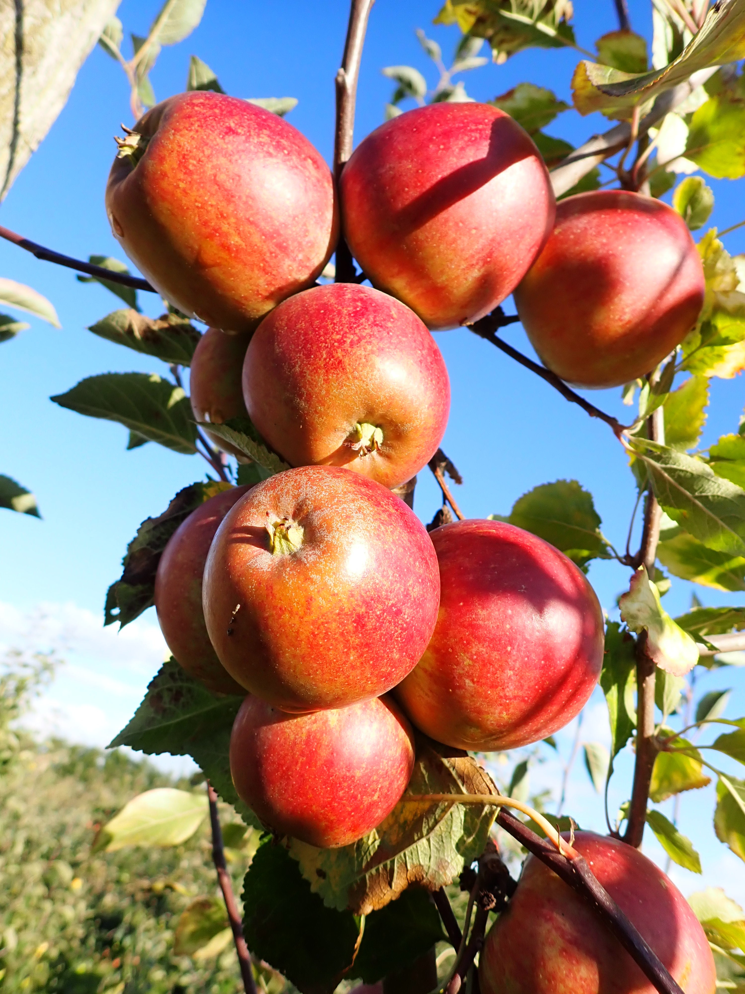 Apple 'Tydeman's Late Orange'