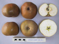 Apple 'Wheeler's Russet'