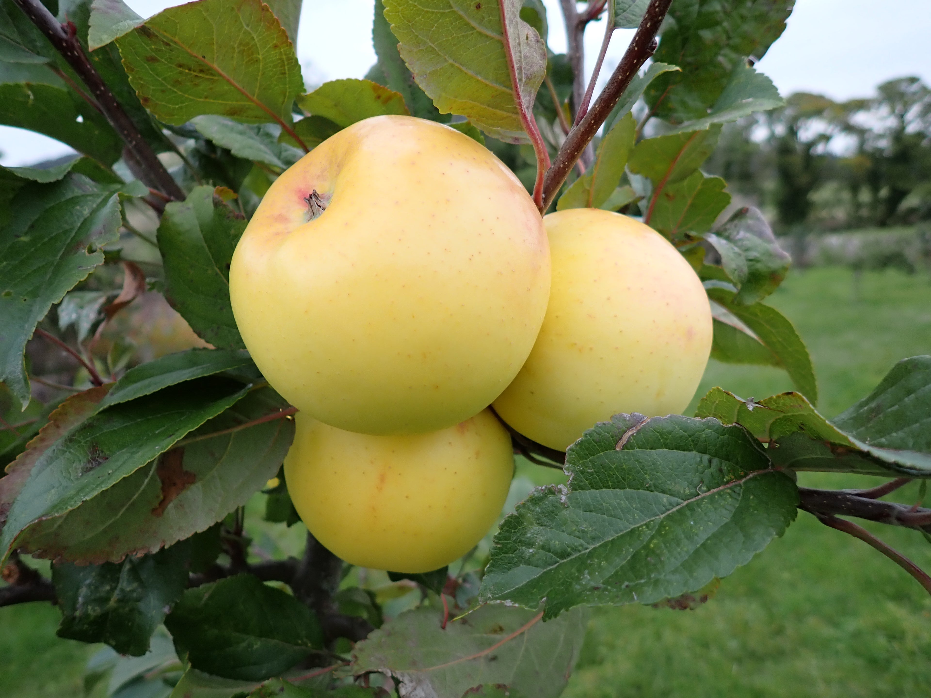 Apple 'White Melrose'
