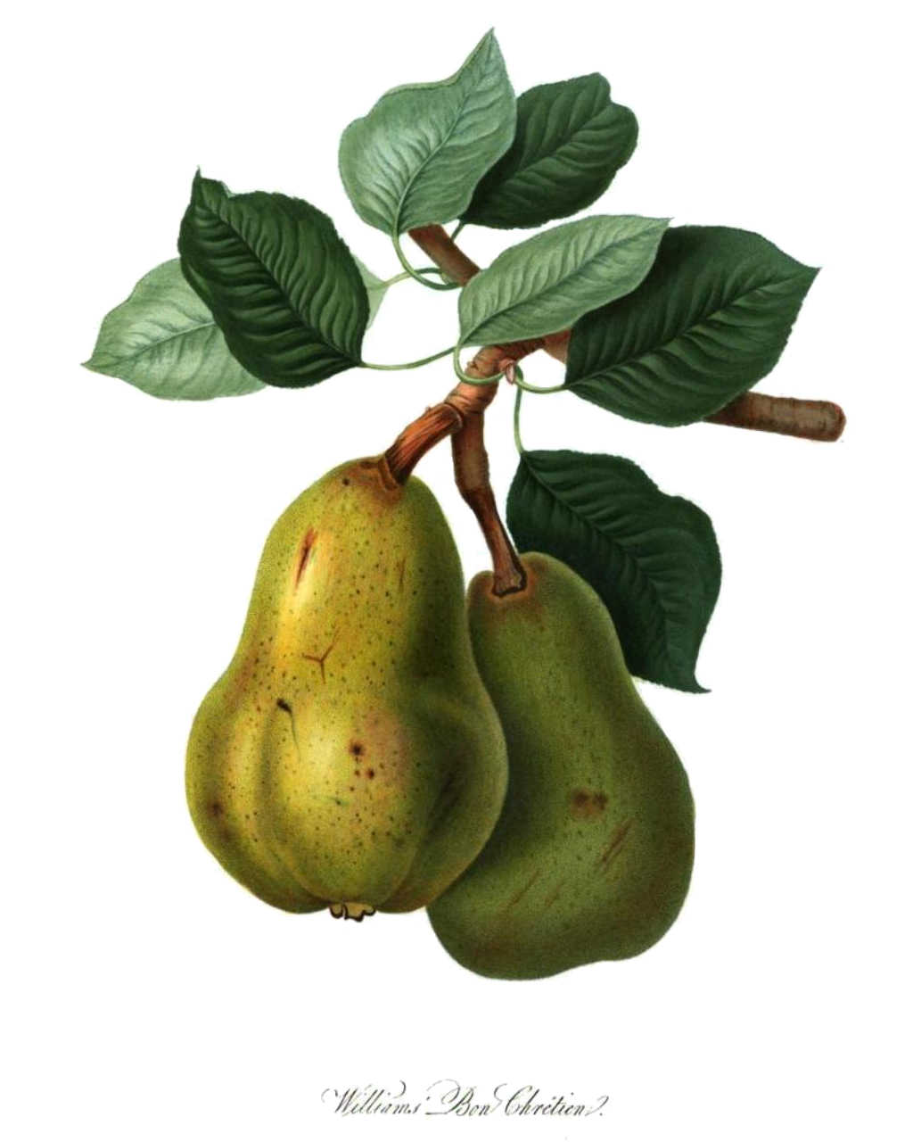 Pear 'Williams'
