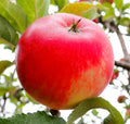 Apple 'Worcester Pearmain'