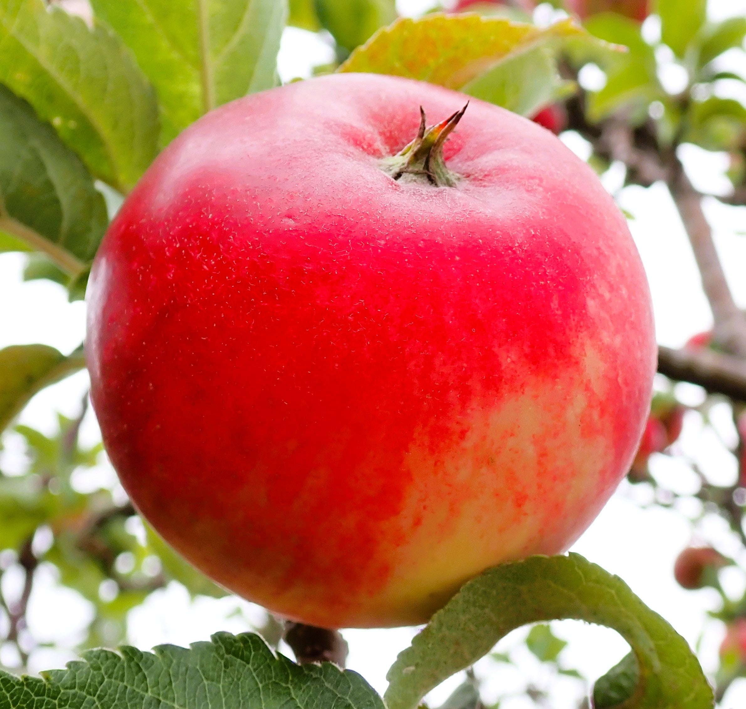 Apple 'Worcester Pearmain'