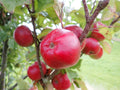Cider Apple 'Yarlington Mill'