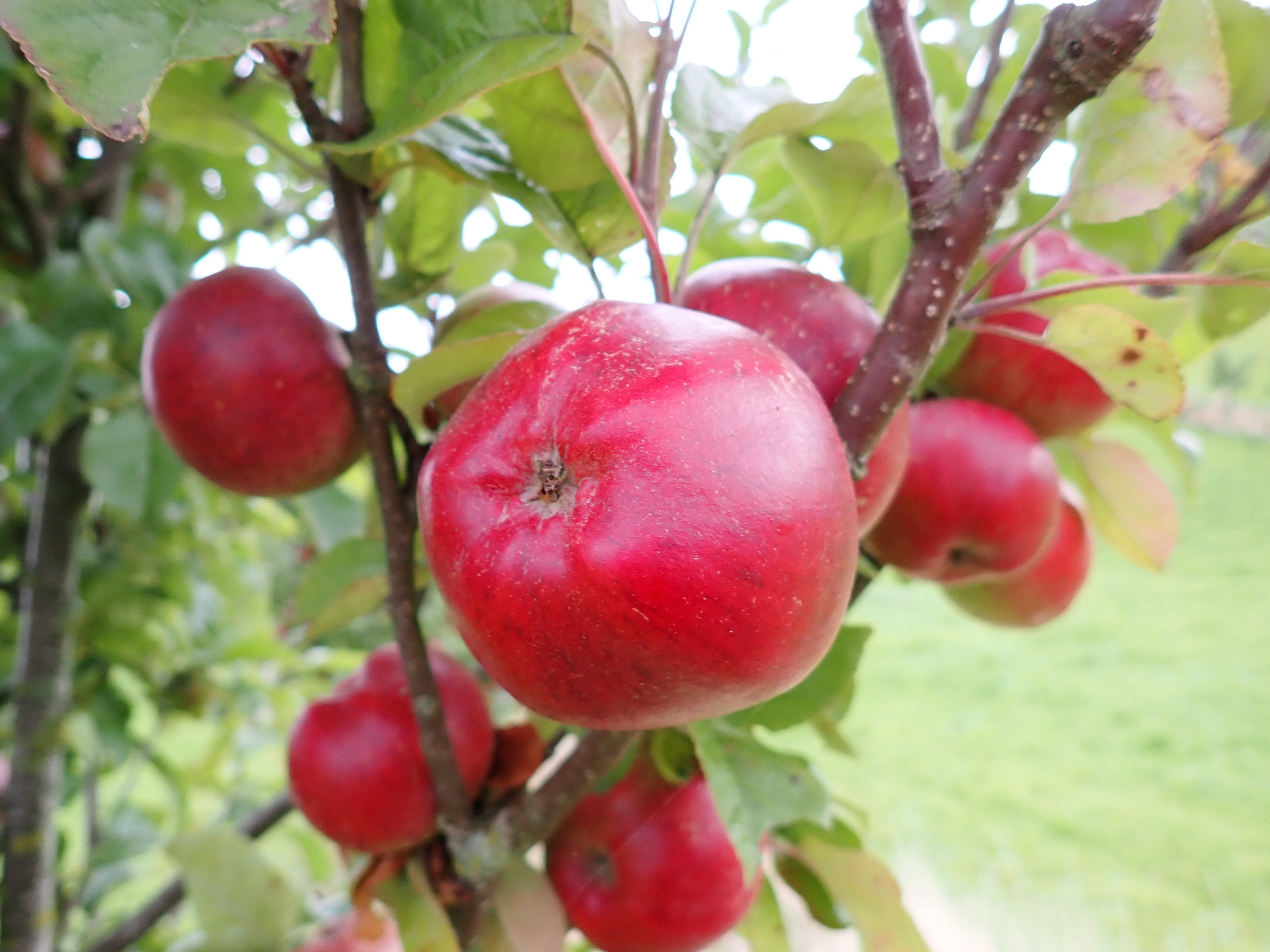 Cider Apple 'Yarlington Mill'