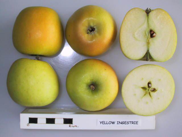 Apple 'Yellow Ingestrie'