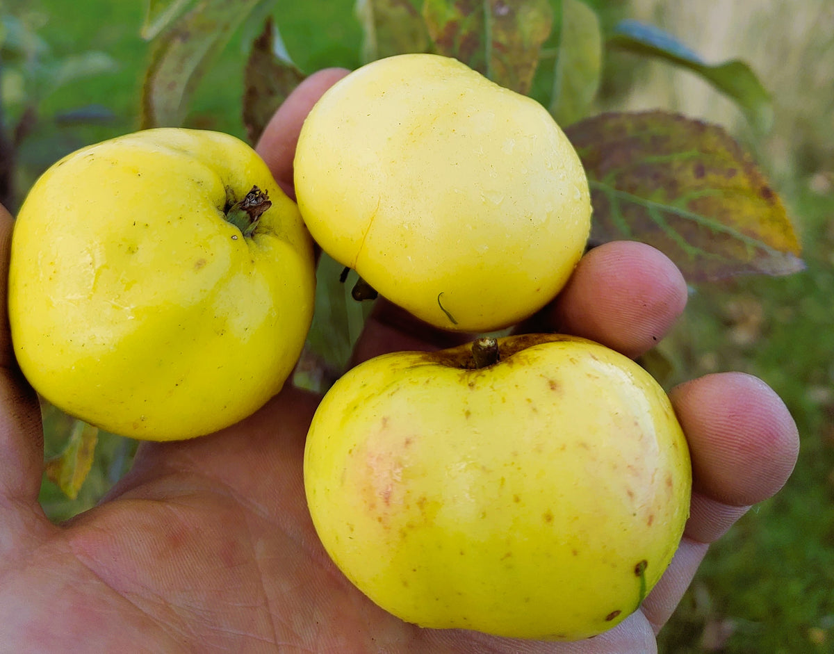 Apple 'Early Julyan' – Apple - Culinary - bareroot tree