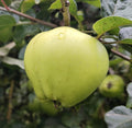 Apple 'Emneth Early' – Apple - Culinary - bareroot tree
