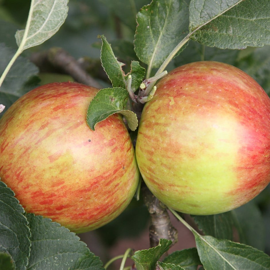 Apple 'Fortune' - Apple - Dessert - bareroot tree