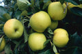 Apple 'Greensleeves' - Apple - Dessert - bareroot tree