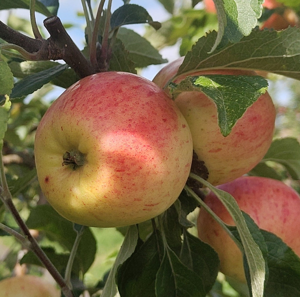 Apple 'Lass O' Gowrie' – Apple - Culinary - bareroot tree