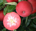 Apple 'Rosette™' - Apple - Dessert - bareroot tree