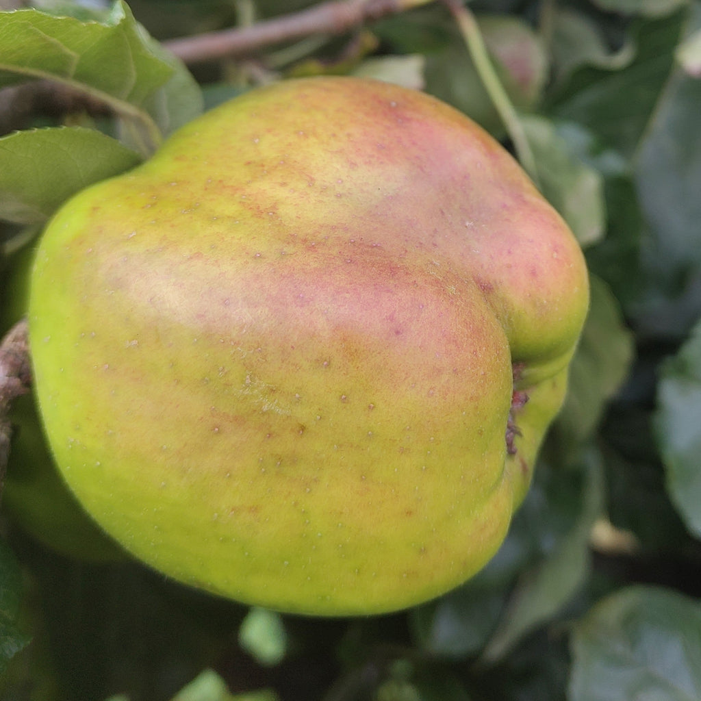 Apple 'Scotch Dumpling' – Apple - Culinary - bareroot tree