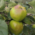 Apple 'Scotch Dumpling' – Apple - Culinary - bareroot tree