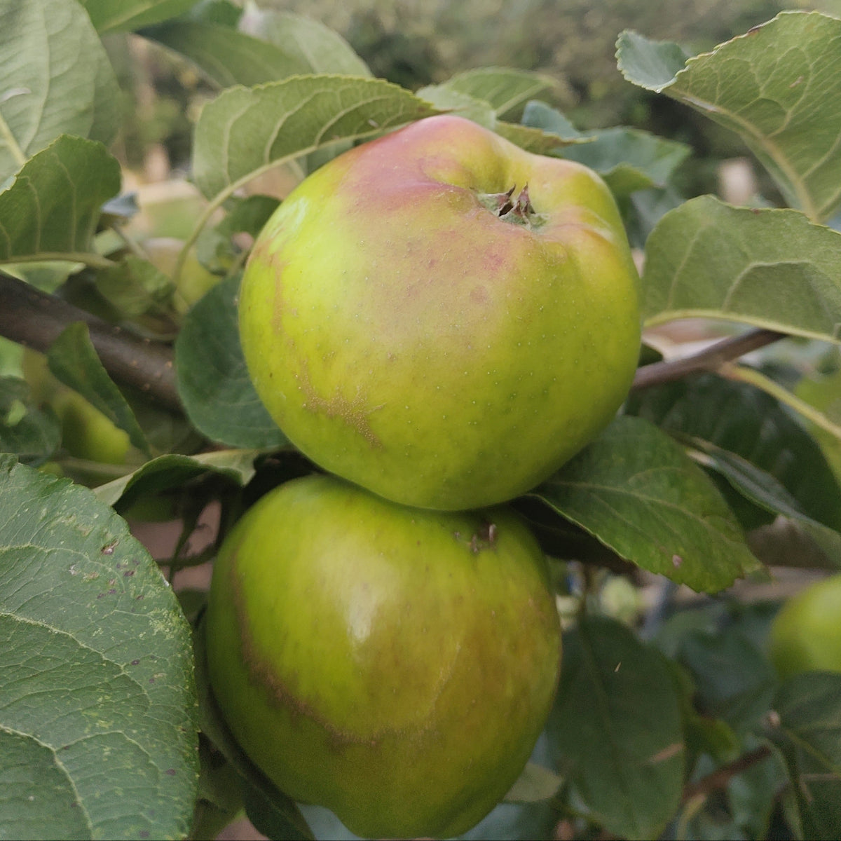 Apple 'Scotch Dumpling' – Apple - Culinary - bareroot tree