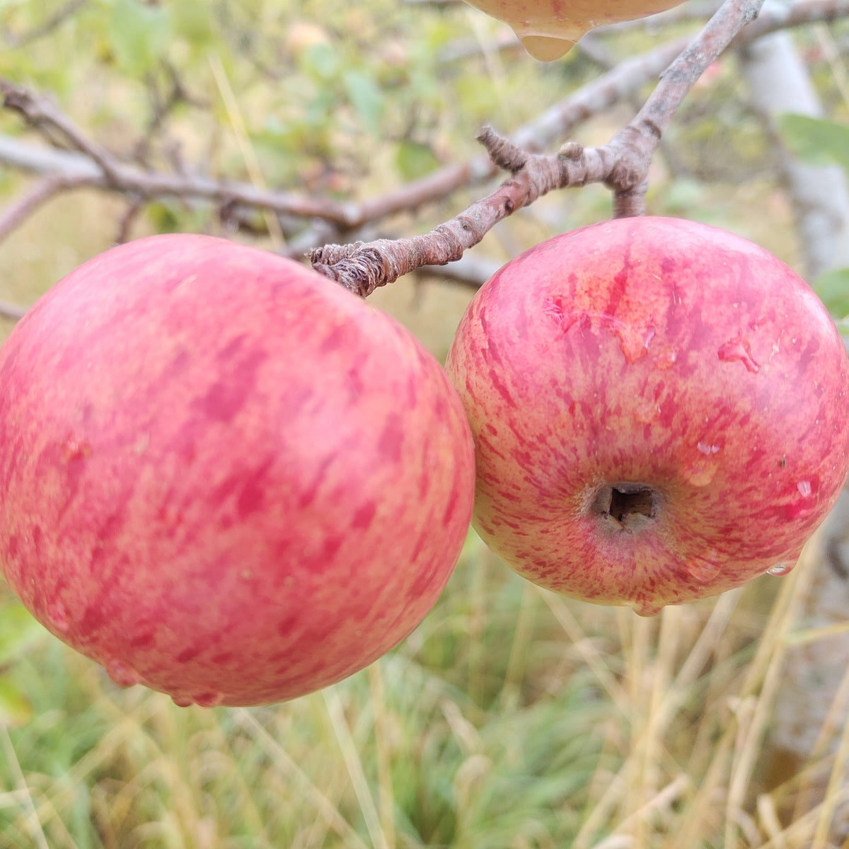 Apple 'Stobo Castle' – Apple - Culinary - bareroot tree