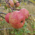 Apple 'Stobo Castle' – Apple - Culinary - bareroot tree