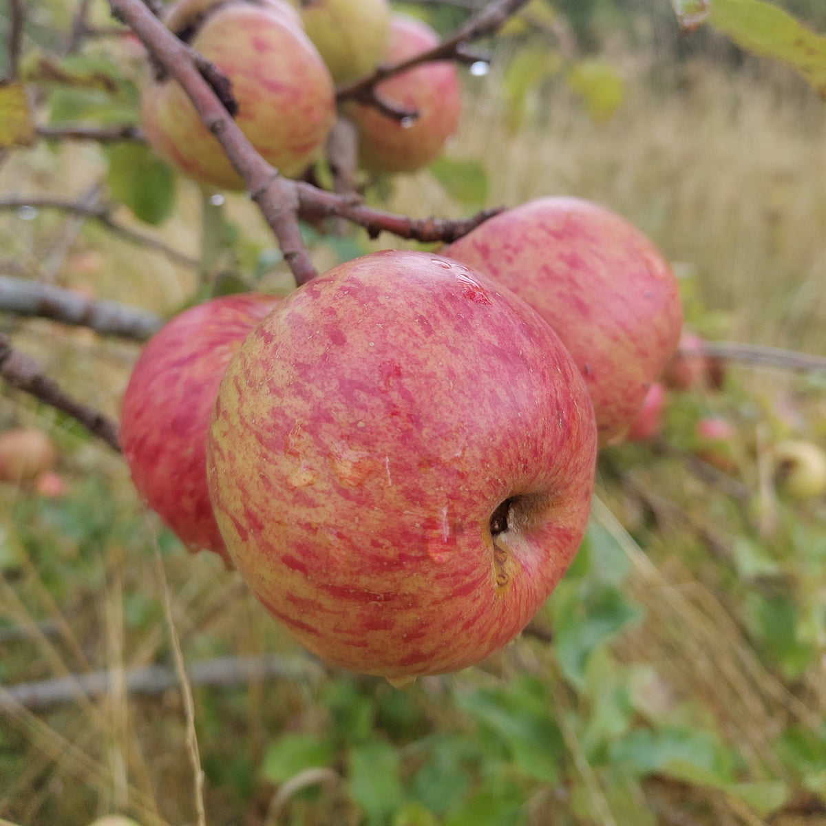 Apple 'Stobo Castle' – Apple - Culinary - bareroot tree