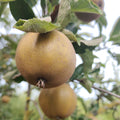 Apple 'Wheeler's Russet' – Apple - Dessert - bareroot tree