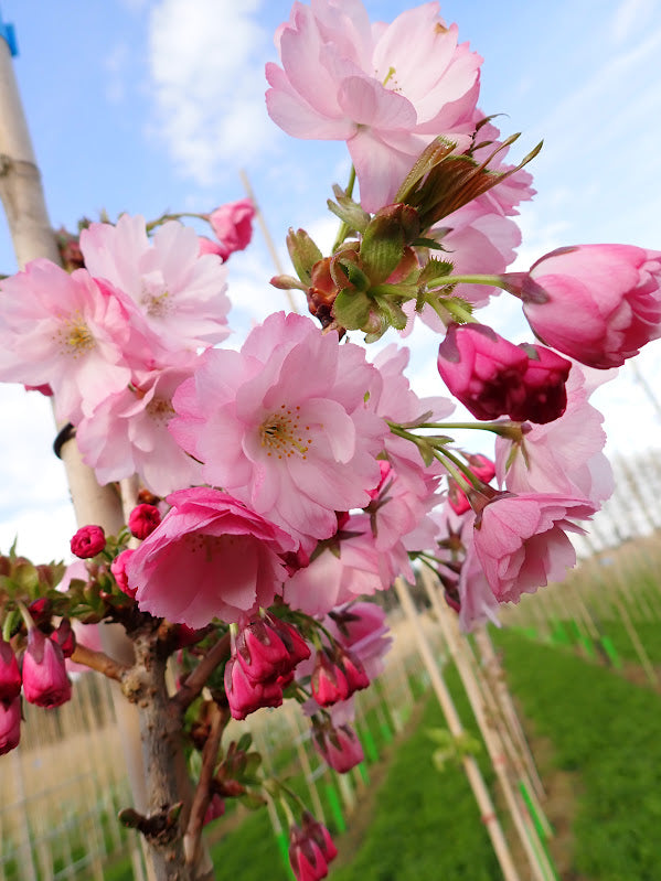 Prunus 'Beni-yutaka'