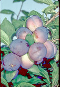 Plum 'Blue Tit'