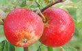 Apple 'Cornish Aromatic' – Apple - Dessert - bareroot tree