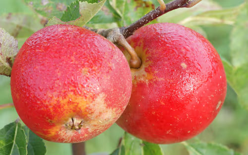 Apple 'Cornish Aromatic' – Apple - Dessert - bareroot tree