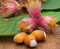 Hazel (Corylus) 'Longue d'Espagne' - Hazelnut - bareroot tree