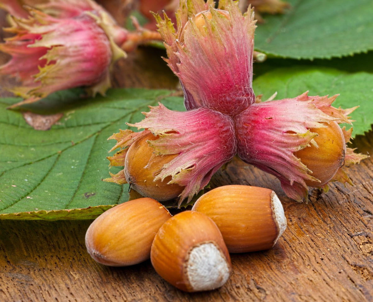 Hazel (Corylus) 'Longue d'Espagne' - Hazelnut - bareroot tree