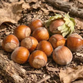 Hazel (Corylus) 'Hall's Giant'' - bareroot tree