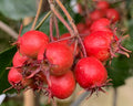 Crataegus 'Jubilee'