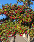 Crataegus 'Autumn Glory'