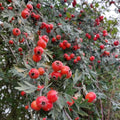 Crataegus orientalis