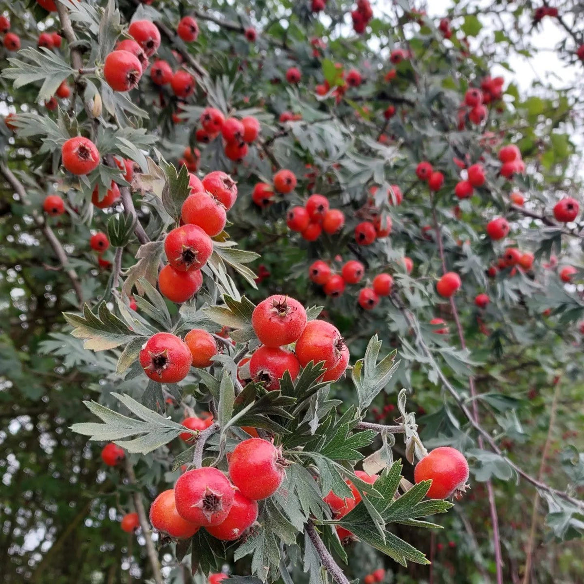 Crataegus orientalis