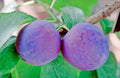 Plum 'Czar'