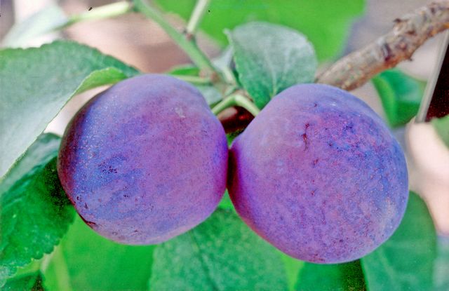 Plum 'Czar'
