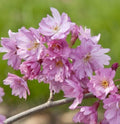 Prunus 'Fukubana'