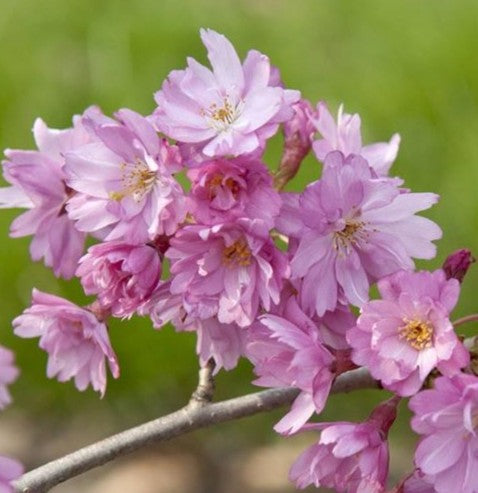 Prunus 'Fukubana'