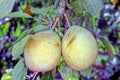 Plum 'Gordon Castle'